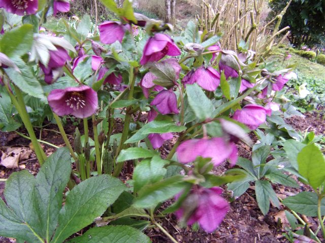 KODAK Digital Still Camera